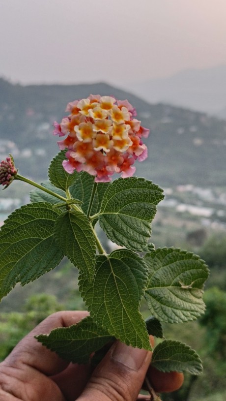Flower