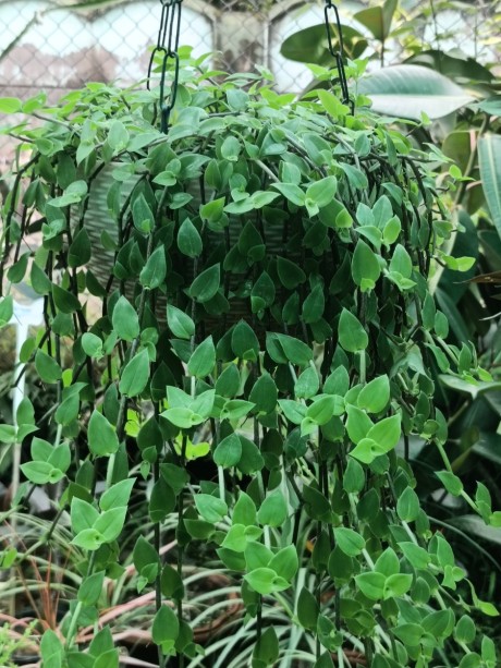 Show plant
