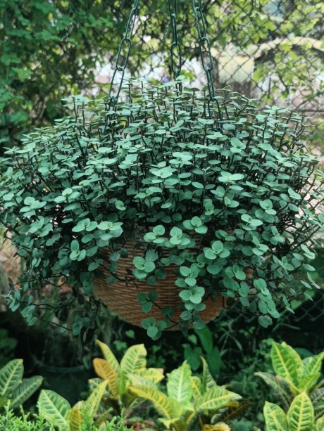 Show plant