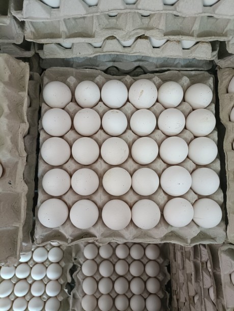 Egg Tray