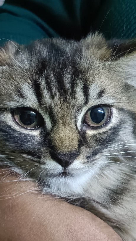 Cat face