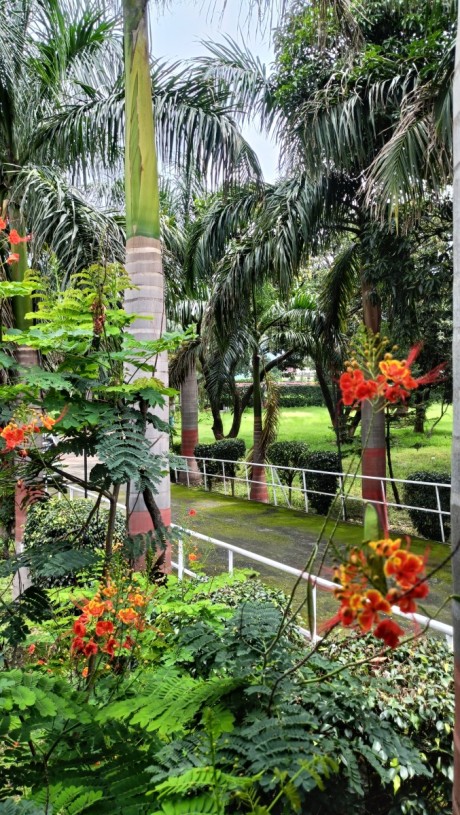 Orange Flowers