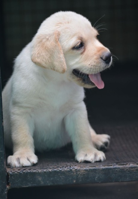 Labrador Female