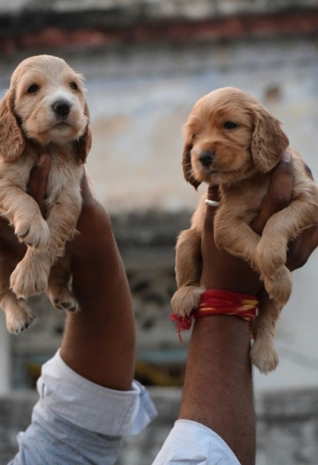 Cocker Spaniel Male