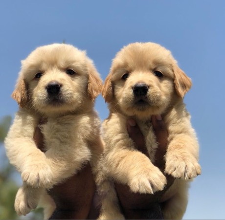 Golden Retriever Female