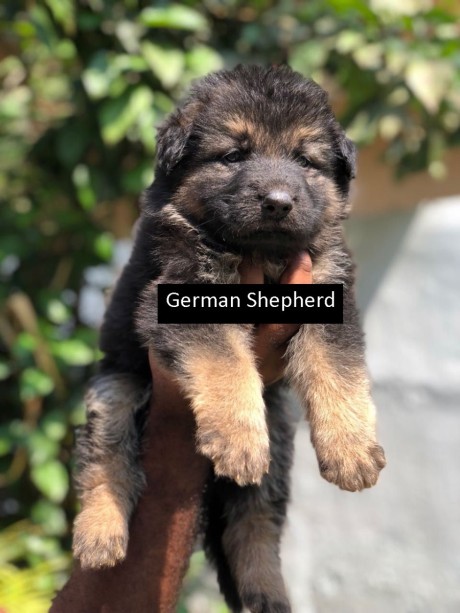 German Shepherd Male
