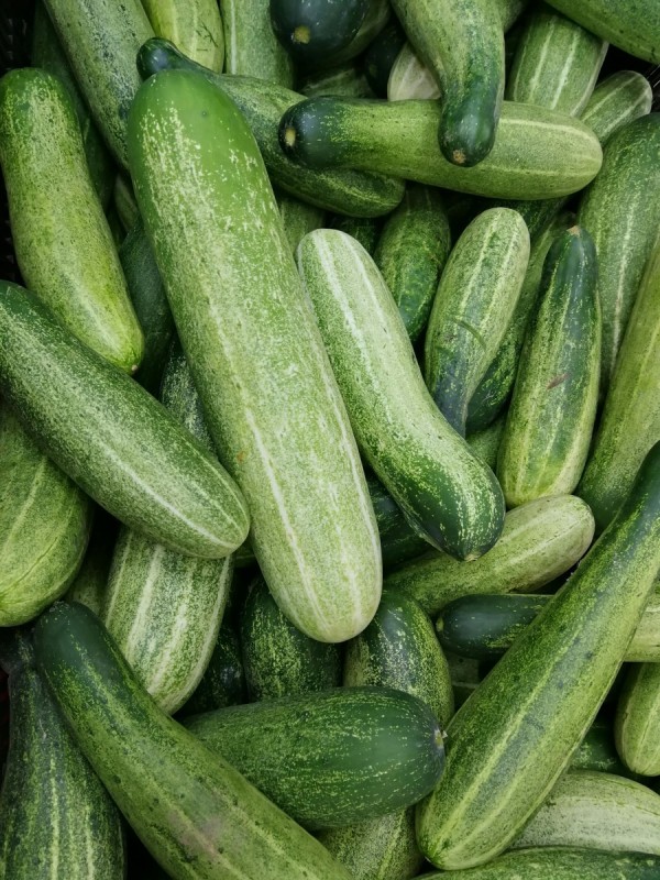 Cucumbers (खीरा)
