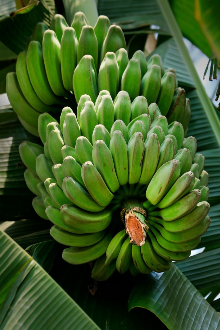 Raw Banana (कच्चा केला) 6 Pcs