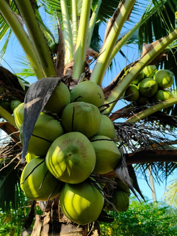 Coconut Water (नारियल पानी) 1 Pc