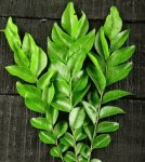 Curry Leaves (करी पत्ता) 100 gm