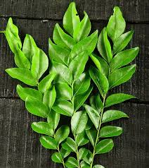 Curry Leaves (करी पत्ता) 100 gm