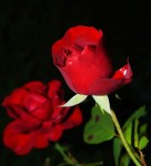 Rose (Red) 1 Stem