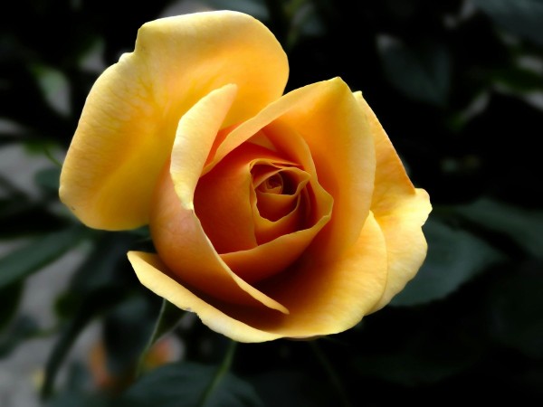 Rose (Yellow) 1 Stem