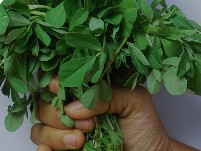 Methi saag-Fenugreek leaves (मेथी साग) 250 gm