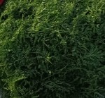 Chana Saag (चना साग) 250 gm