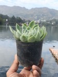 Echeveria Pansy
