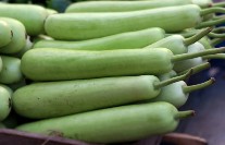 Bottle Gourd (लौकी) 1 Pc (100 gm)