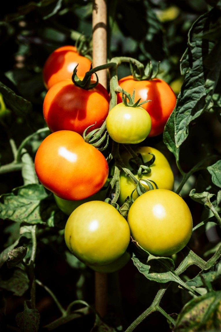 Tomato-E0A49FE0A4AEE0A4BEE0A49FE0A4B0.jpg