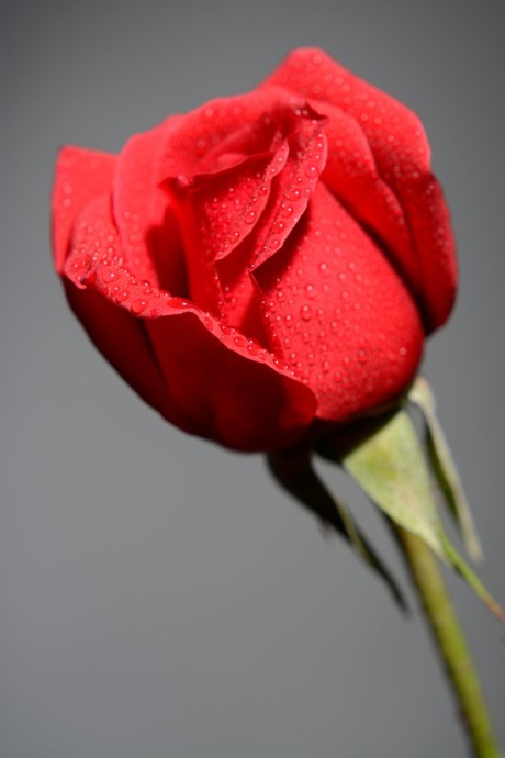 Rose (Red) 1 Stem