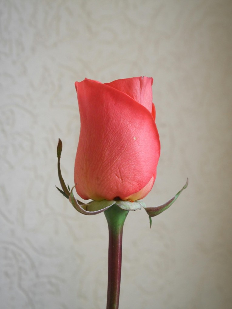 Rose-Pink-1.jpg