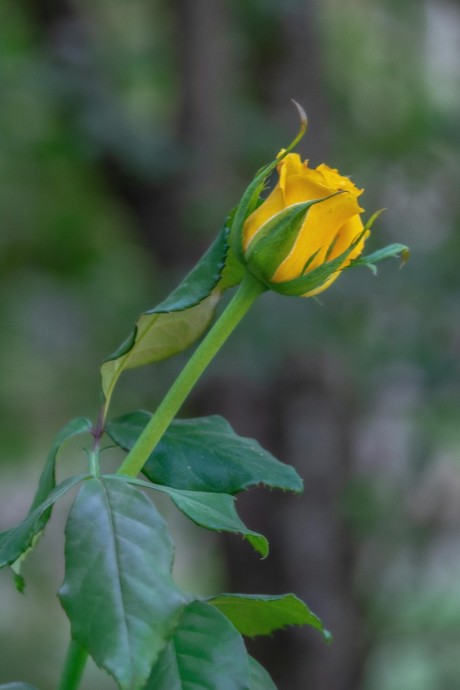 Rose (Yellow) 1 Stem