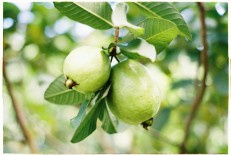 अमरूद (Guava) 1 Kg