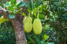 कच्चा कटहल (Kachcha Jackfruit) 1 Pc (approx 2.5 kg)