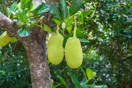 कच्चा कटहल (Kachcha Jackfruit) 1 Pc (approx 2.5 kg)