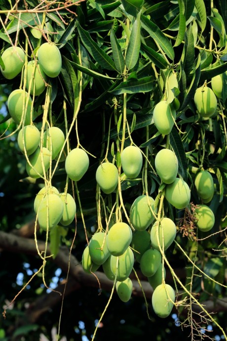 कच्चा आम (Unripe Mango) 1 Kg