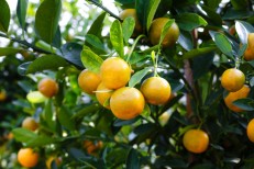 संतरा (Orange) 1 Kg