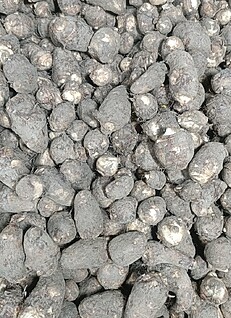 अरबी (Taro root/ Colocasia) 500 gm