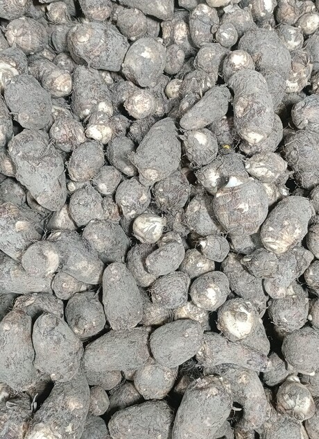 अरबी (Taro root/ Colocasia) 500 gm