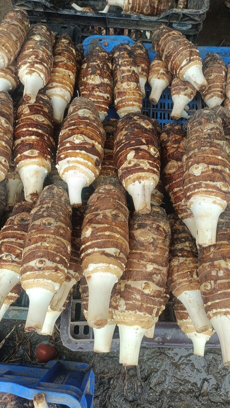 बंडा (Banda) 500 gm