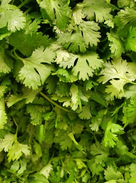 200 gm धनिए के पत्ते (Corinder Leaves)