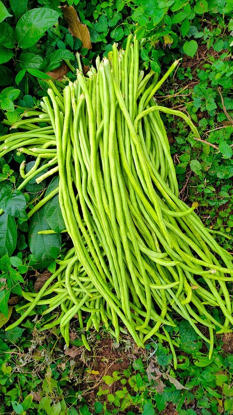 500 gm बोड़ा Yardlong Bean (Legume- Boda)