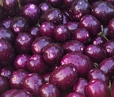500 gm छोटा गोल बैंगन (Small Brinjal Round Shaped- Baigan)