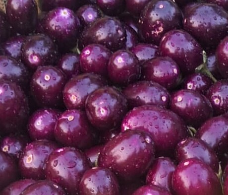 500 gm छोटा गोल बैंगन (Small Brinjal Round Shaped- Baigan)
